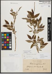Foto von Salix triandra subsp. amygdalina (L.) Schübl. & G. Martens